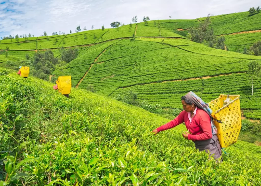 15979547 female worker at tea plantation nuwara eliya sri lanka