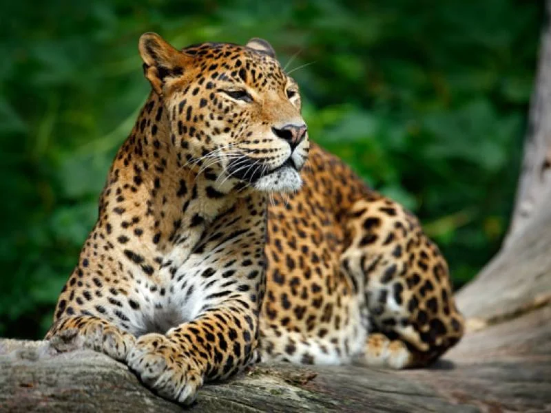 Leopard Sri Lanka On The Go Tours 325451478099864 crop 800 600