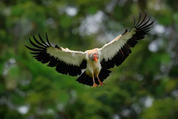 depositphotos 179533038 stock photo king vulture sarcoramphus papa large